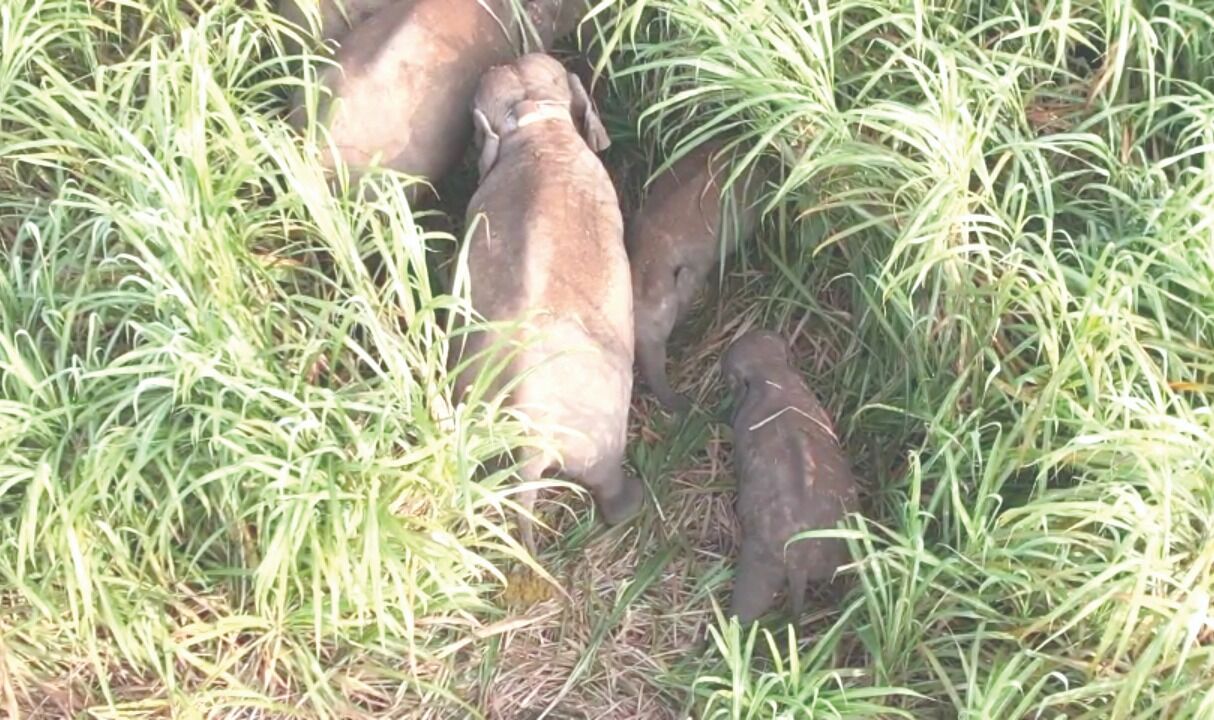 ನಲ್ಲೂರು ಗ್ರಾಮದ ಕಬ್ಬಿನ ಗದ್ದೆಯಲ್ಲಿ ಕಾಡಾನೆಗಳ ಠಿಕಾಣಿ