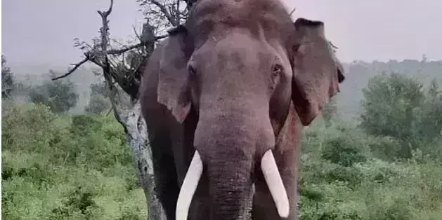 ಮಂಡ್ಯ | ಕಾಡಾನೆ ದಾಳಿ; ಕೃಷಿ ಕಾರ್ಮಿಕ ಮಹಿಳೆ ಸ್ಥಳದಲ್ಲೇ ಮೃತ್ಯು