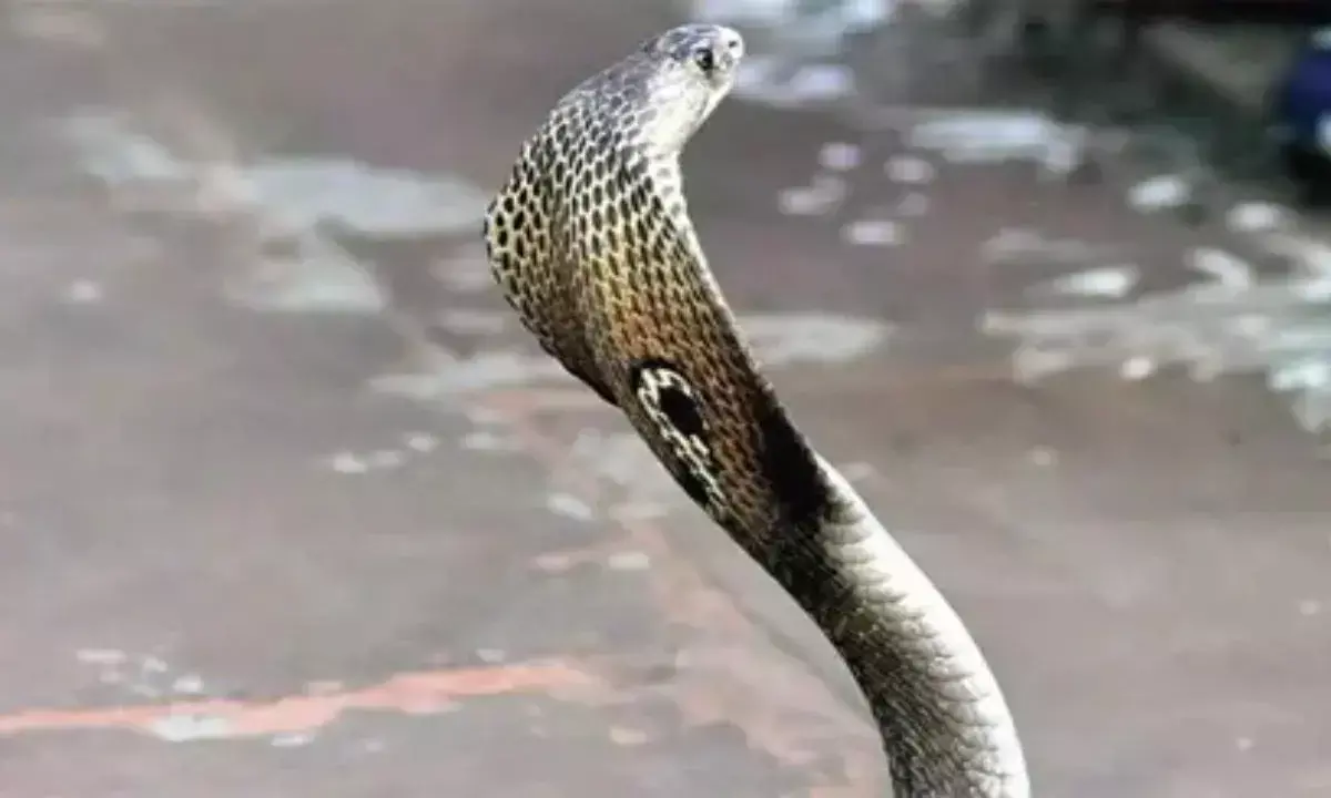 ಮಲಗುವ ಕೋಣೆಯೊಳಗೆ ಹಾವು ಬಿಟ್ಟು ಪತ್ನಿ, 2 ವರ್ಷದ ಪುತ್ರಿಯನ್ನು ಕೊಂದ ವ್ಯಕ್ತಿ