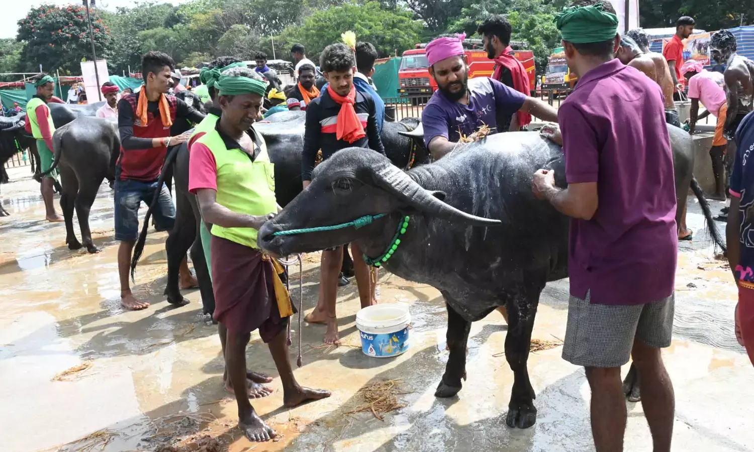 ‘ಬೆಂಗಳೂರು ಕಂಬಳ’ಕ್ಕೆ ಚಾಲನೆ ನೀಡಲಿರುವ  ಅಶ್ವಿನಿ ಪುನೀತ್ ರಾಜಕುಮಾರ್