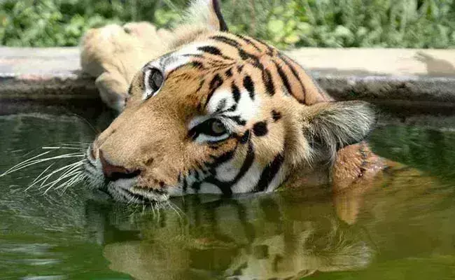 ಟೆರಿಟೊರಿಗಾಗಿ 2 ಸಾವಿರ ಕಿ.ಮೀ. ಕ್ರಮಿಸಿದ ರಾಯಲ್ ಬಂಗಾಳ ಹುಲಿ!