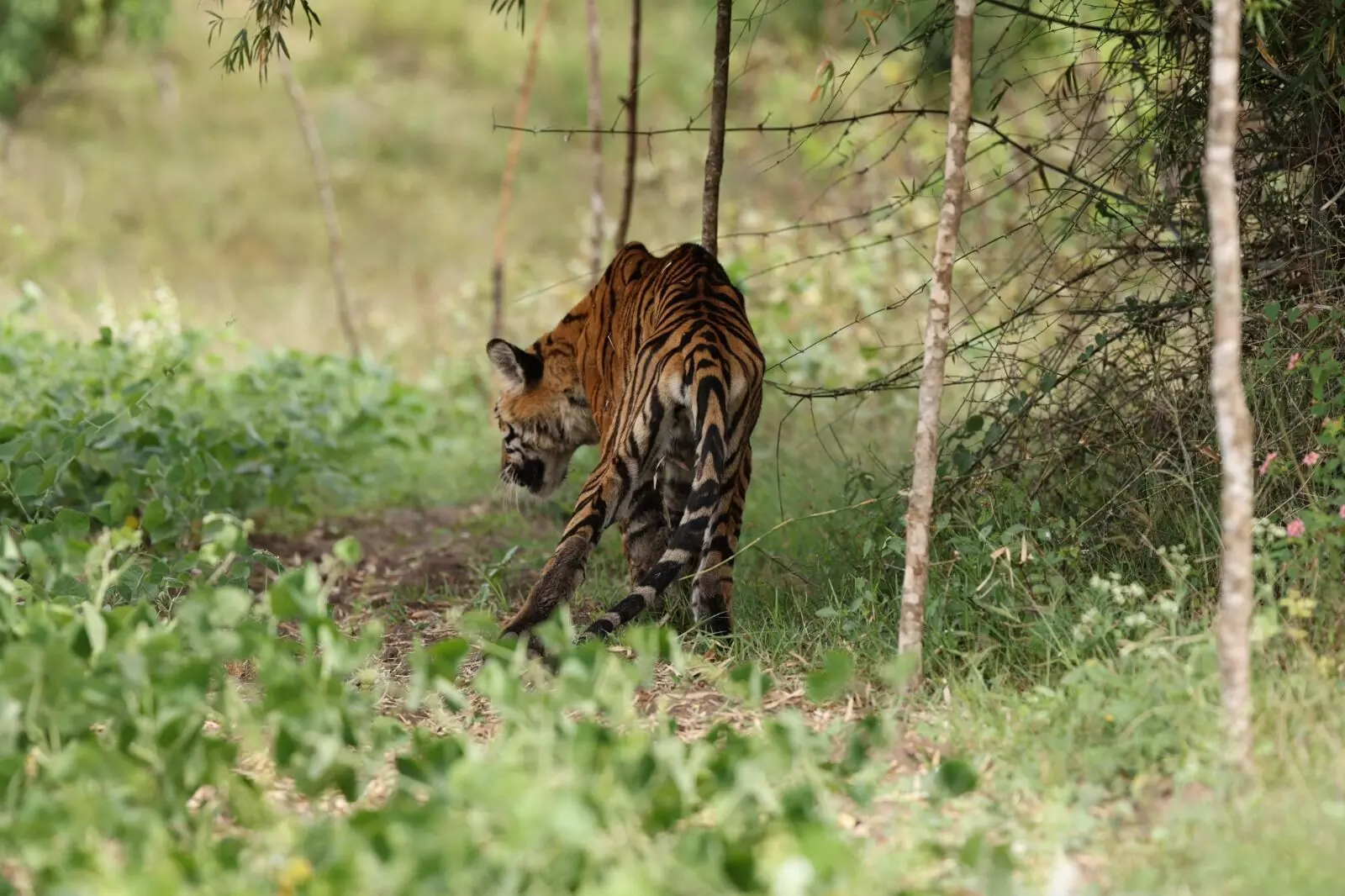 ಚಾಮರಾಜನಗರ: ತೀವ್ರವಾಗಿ ಗಾಯಗೊಂಡಿದ್ದ ಗಂಡು ಹುಲಿ ಸಾವು