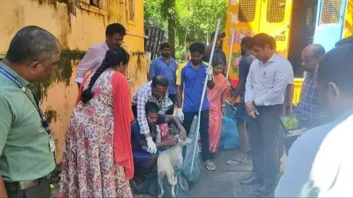 29 ಜನರಿಗೆ ಕಚ್ಚಿದ ನಾಯಿಯಲ್ಲಿ ರೇಬೀಸ್‌ ಸೋಂಕು ಧೃಡ