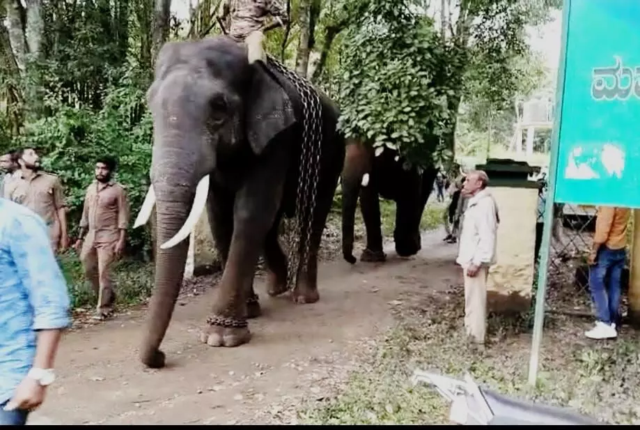 ಮೂಡಿಗೆರೆ ಭಾಗದಲ್ಲಿರುವ 3 ಕಾಡಾನೆಗಳ ಸೆರೆಗೆ ಸರಕಾರ ಆದೇಶ; ಕಾರ್ಯಾಚರಣೆ ಆರಂಭ ಮೂಡಿಗೆರೆ ಭಾಗದಲ್ಲಿರುವ 3 ಕಾಡಾನೆಗಳ ಸೆರೆಗೆ ಸರಕಾರ ಆದೇಶ; ಕಾರ್ಯಾಚರಣೆ ಆರಂಭ