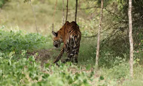 ಚಾಮರಾಜನಗರ: ತೀವ್ರವಾಗಿ ಗಾಯಗೊಂಡಿದ್ದ ಗಂಡು ಹುಲಿ ಸಾವು