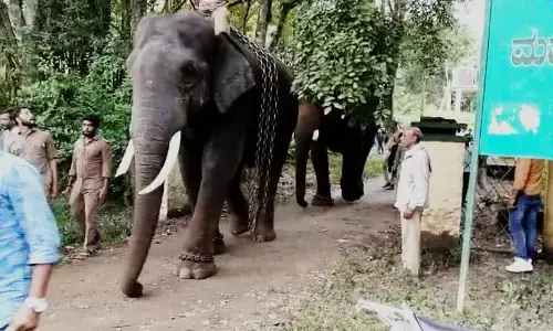 ಮೂಡಿಗೆರೆ ಭಾಗದಲ್ಲಿರುವ 3 ಕಾಡಾನೆಗಳ ಸೆರೆಗೆ ಸರಕಾರ ಆದೇಶ; ಕಾರ್ಯಾಚರಣೆ ಆರಂಭ