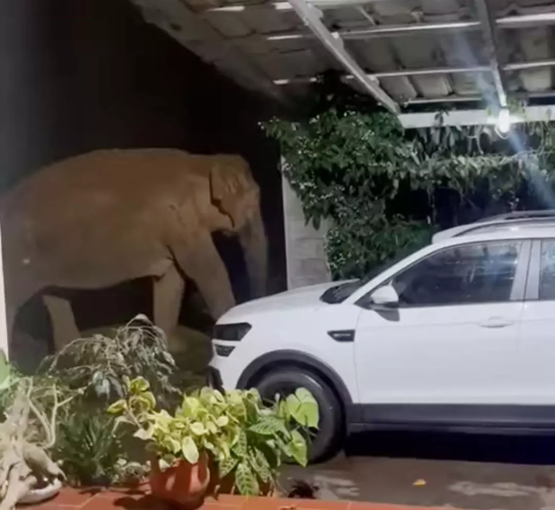 ಮಡಿಕೇರಿ| ಮನೆಯಂಗಳದಲ್ಲೇ ಓಡಾಡುತ್ತಿರುವ ಕಾಡಾನೆಗಳು; ಗ್ರಾಮಸ್ಥರಲ್ಲಿ ಆತಂಕ ಮಡಿಕೇರಿ| ಮನೆಯಂಗಳದಲ್ಲೇ ಓಡಾಡುತ್ತಿರುವ ಕಾಡಾನೆಗಳು; ಗ್ರಾಮಸ್ಥರಲ್ಲಿ ಆತಂಕ