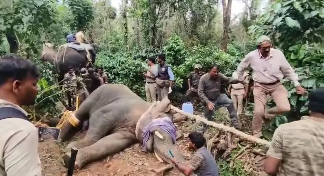 ಬೇಲೂರು: ಅರಣ್ಯ ಇಲಾಖೆಯ ಯಶಸ್ವಿ ಕಾರ್ಯಾಚರಣೆ; ಕಾಡಾನೆ ಸೆರೆ