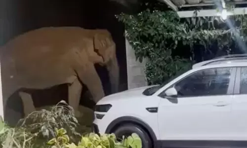 ಮಡಿಕೇರಿ| ಮನೆಯಂಗಳದಲ್ಲೇ ಓಡಾಡುತ್ತಿರುವ ಕಾಡಾನೆಗಳು; ಗ್ರಾಮಸ್ಥರಲ್ಲಿ ಆತಂಕ