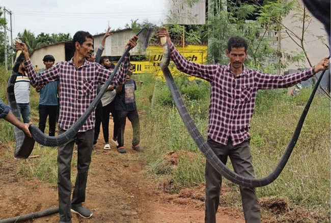 ಉಪ್ಪಿನಂಗಡಿ: 12 ಅಡಿ ಉದ್ದದ ಕಾಳಿಂಗ ಸರ್ಪ ಸೆರೆ ಉಪ್ಪಿನಂಗಡಿ: 12 ಅಡಿ ಉದ್ದದ ಕಾಳಿಂಗ ಸರ್ಪ ಸೆರೆ