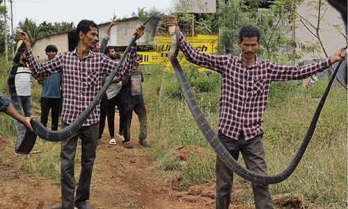 ಉಪ್ಪಿನಂಗಡಿ: 12 ಅಡಿ ಉದ್ದದ ಕಾಳಿಂಗ ಸರ್ಪ ಸೆರೆ