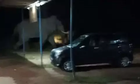 ಕಕ್ಕಿಂಜೆ: ಚಲಿಸುತ್ತಿದ್ದ ಕಾರಿನ ಮೇಲೆ ಕಾಡಾನೆ ದಾಳಿ; ಇಬ್ಬರಿಗೆ ಗಾಯ