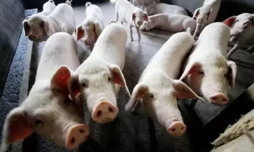 ಬ್ರಿಟನ್: ಹಂದಿ ಜ್ವರವನ್ನು ಹೋಲುವ ಜ್ವರದ ವೈರಸ್ ಮಾನವನಲ್ಲಿ ಪತ್ತೆ