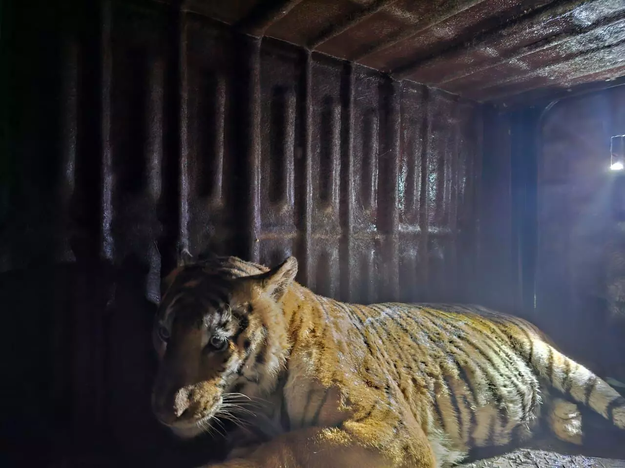 ಚಾಮರಾಜನಗರ : ಕಾಡಂಚಿನ ಗ್ರಾಮಸ್ಥರಿಗೆ ತಲೆನೋವಾಗಿದ್ದ ಹೆಬ್ಬುಲಿ ಸೆರೆ