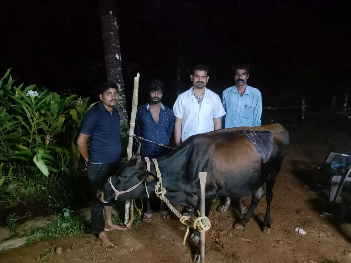 ಶಿವಮೊಗ್ಗ: ಗೋಪೂಜೆ ವೇಳೆ ಚಿನ್ನದ ಸರ ನುಂಗಿದ ಹಸು; ಶಸ್ತಚಿಕಿತ್ಸೆ ಮೂಲಕ ಸರವನ್ನು ಹೊರ ತೆಗೆದ ಪಶು ವೈದ್ಯ ಶಿವಮೊಗ್ಗ: ಗೋಪೂಜೆ ವೇಳೆ ಚಿನ್ನದ ಸರ ನುಂಗಿದ ಹಸು; ಶಸ್ತಚಿಕಿತ್ಸೆ ಮೂಲಕ ಸರವನ್ನು ಹೊರ ತೆಗೆದ ಪಶು ವೈದ್ಯ