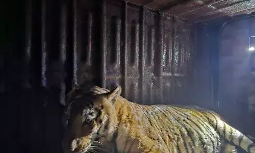 ಚಾಮರಾಜನಗರ : ಕಾಡಂಚಿನ ಗ್ರಾಮಸ್ಥರಿಗೆ ತಲೆನೋವಾಗಿದ್ದ ಹೆಬ್ಬುಲಿ ಸೆರೆ