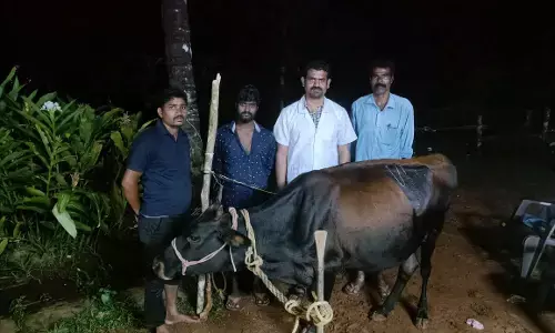 ಶಿವಮೊಗ್ಗ: ಗೋಪೂಜೆ ವೇಳೆ ಚಿನ್ನದ ಸರ ನುಂಗಿದ ಹಸು; ಶಸ್ತಚಿಕಿತ್ಸೆ ಮೂಲಕ ಸರವನ್ನು ಹೊರ ತೆಗೆದ ಪಶು ವೈದ್ಯ