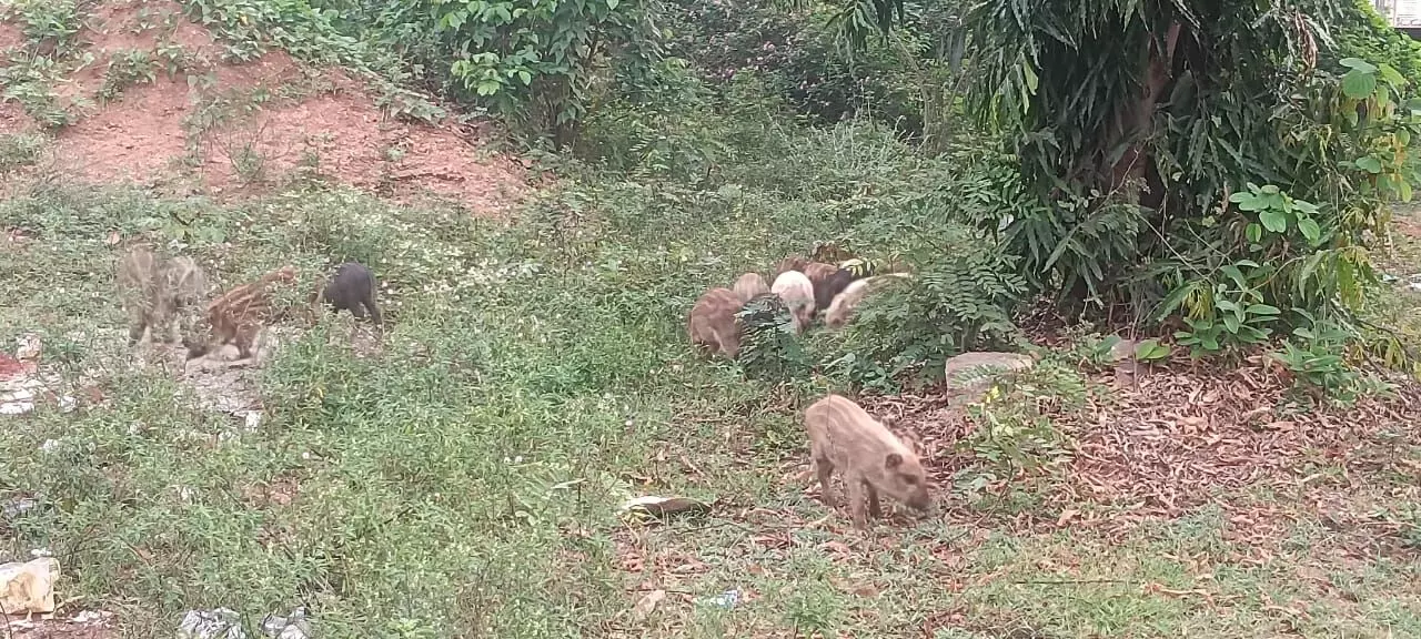 ಚಾಮರಾಜನಗರ: ಮಿತಿ ಮೀರಿದ ಹಂದಿಗಳ ಹಾವಳಿ; ಸಾಂಕ್ರಾಮಿಕ ರೋಗದ ಭೀತಿಯಲ್ಲಿ ನಾಗರಿಕರು ಚಾಮರಾಜನಗರ: ಮಿತಿ ಮೀರಿದ ಹಂದಿಗಳ ಹಾವಳಿ; ಸಾಂಕ್ರಾಮಿಕ ರೋಗದ ಭೀತಿಯಲ್ಲಿ ನಾಗರಿಕರು