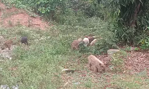 ಚಾಮರಾಜನಗರ: ಮಿತಿ ಮೀರಿದ ಹಂದಿಗಳ ಹಾವಳಿ; ಸಾಂಕ್ರಾಮಿಕ ರೋಗದ ಭೀತಿಯಲ್ಲಿ ನಾಗರಿಕರು
