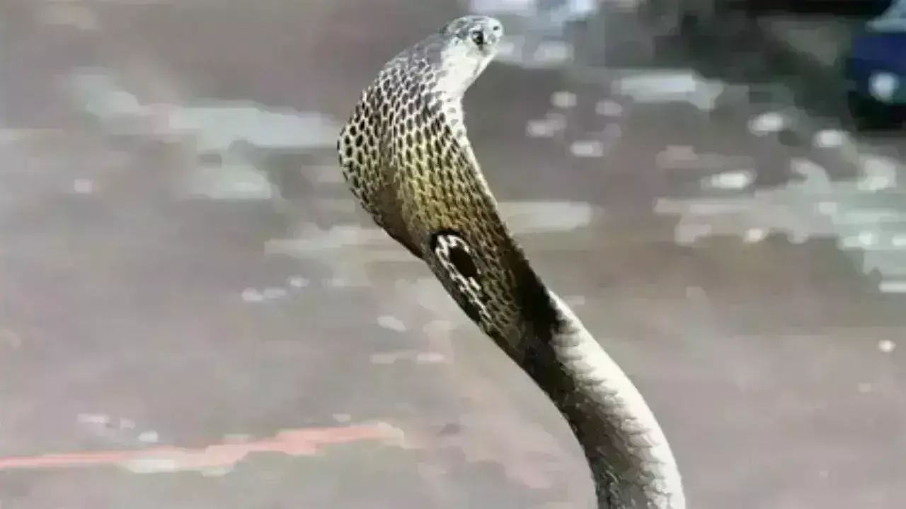 ತುಮಕೂರು: ಪದವಿ ಸ್ವೀಕರಿಸಿ ಮನೆಗೆ ಹಿಂತಿರುಗುವ ವೇಳೆ ಹಾವು ಕಚ್ಚಿ ವೈದ್ಯಕೀಯ ವಿದ್ಯಾರ್ಥಿನಿ ಸಾವು