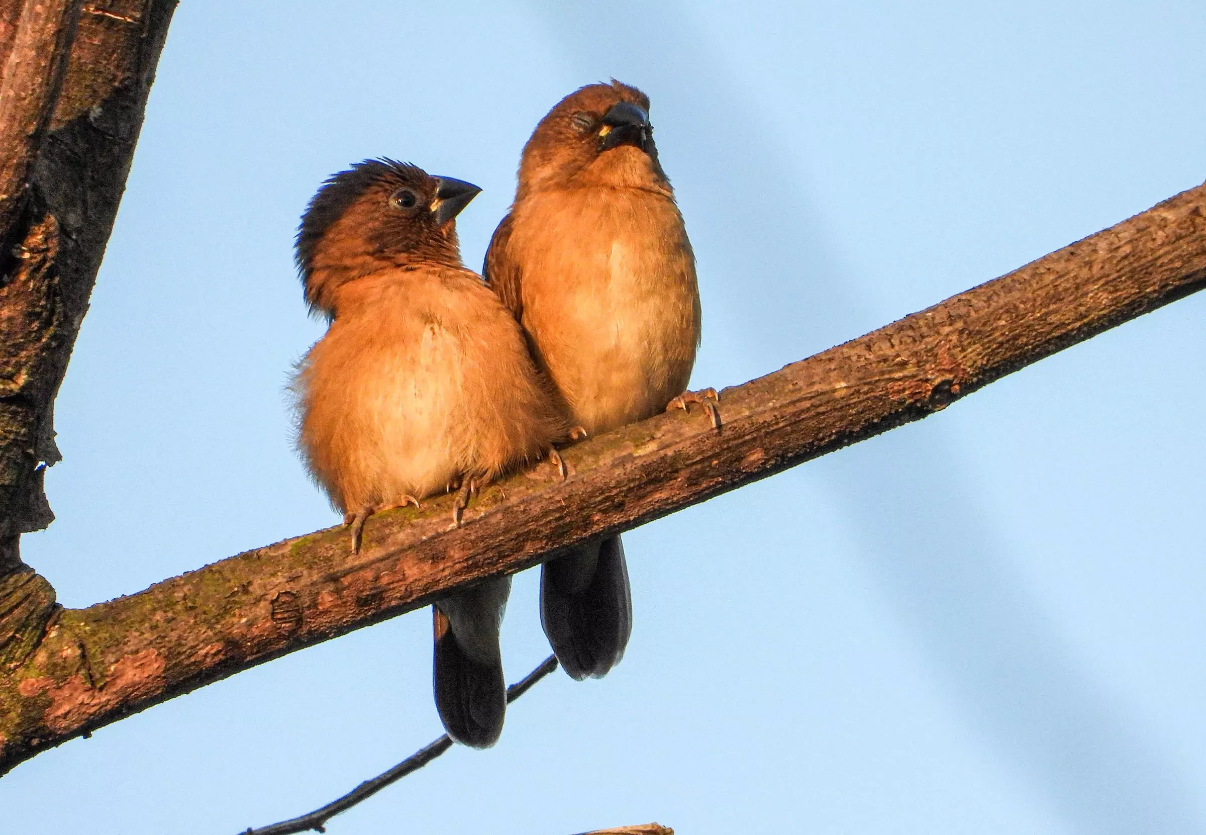 ಹಾವಂಜೆ ಪಕ್ಷಿ ವೀಕ್ಷಣೆ: 65 ಪ್ರಬೇಧದ ಹಕ್ಕಿಗಳ ಗುರುತು ಹಾವಂಜೆ ಪಕ್ಷಿ ವೀಕ್ಷಣೆ: 65 ಪ್ರಬೇಧದ ಹಕ್ಕಿಗಳ ಗುರುತು