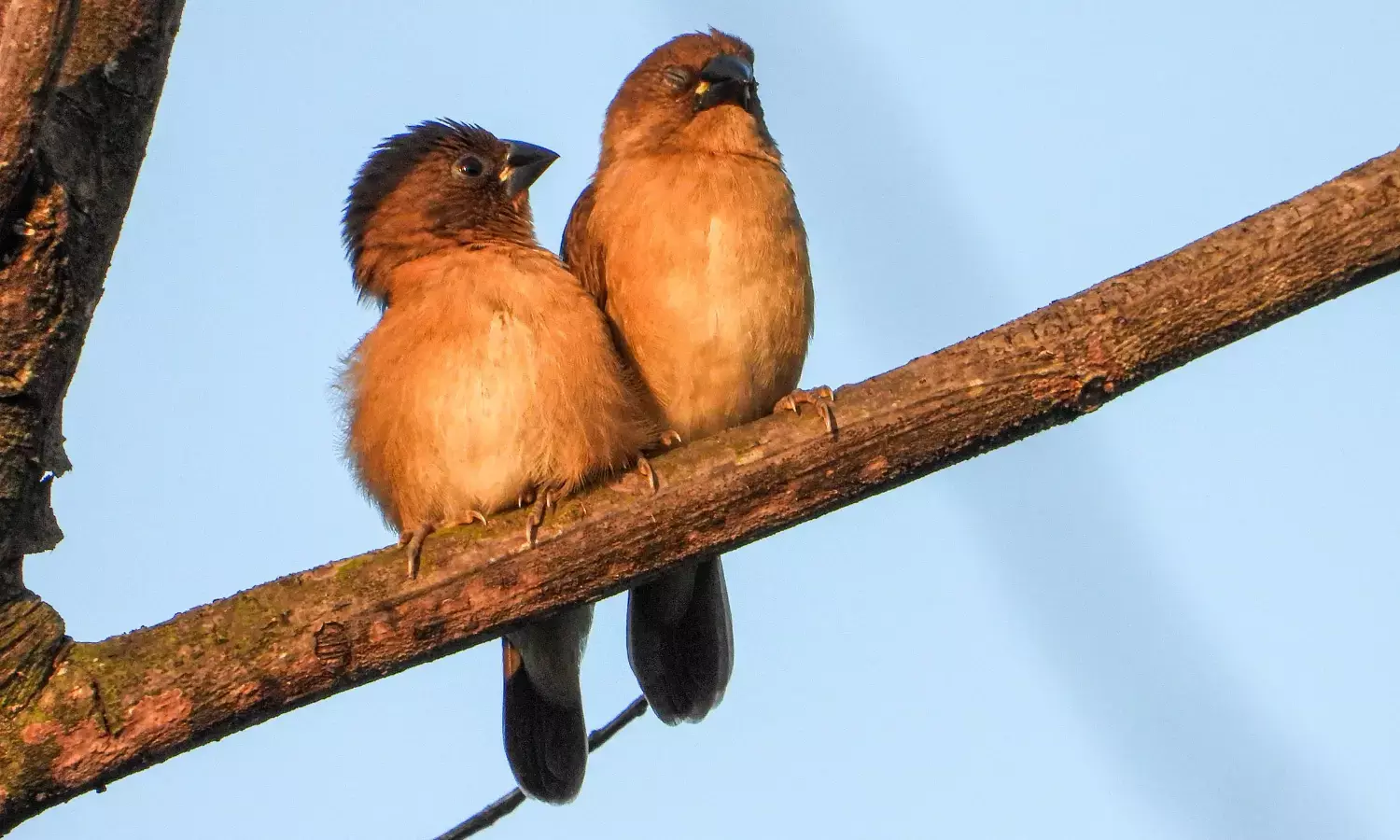ಹಾವಂಜೆ ಪಕ್ಷಿ ವೀಕ್ಷಣೆ: 65 ಪ್ರಬೇಧದ ಹಕ್ಕಿಗಳ ಗುರುತು