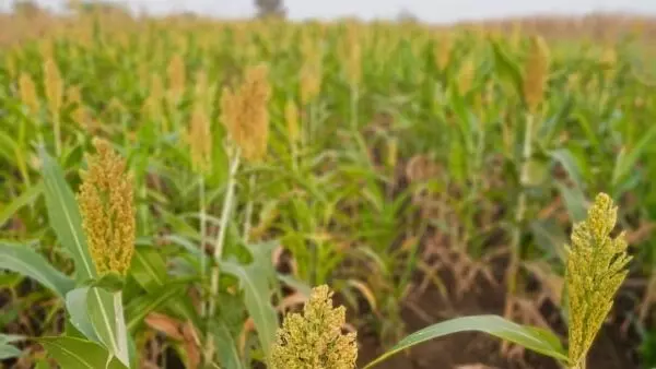 ಮುಂಗಾರು ಹಂಗಾಮಿನ ಭತ್ತದ ಕಟಾವಿಗೆ ದರ ನಿಗದಿ ಮುಂಗಾರು ಹಂಗಾಮಿನ ಭತ್ತದ ಕಟಾವಿಗೆ ದರ ನಿಗದಿ