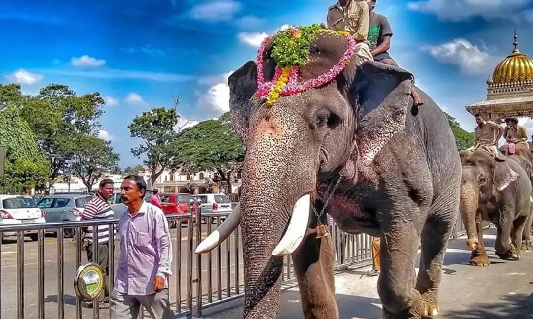 8 ಬಾರಿ ಅಂಬಾರಿ ಹೊತ್ತು ಸಾಗಿದ್ದ ಅರ್ಜುನ ಆನೆ ಕಾರ್ಯಾಚರಣೆ ವೇಳೆ ಕಾಡಾನೆ ದಾಳಿಗೆ ಬಲಿ