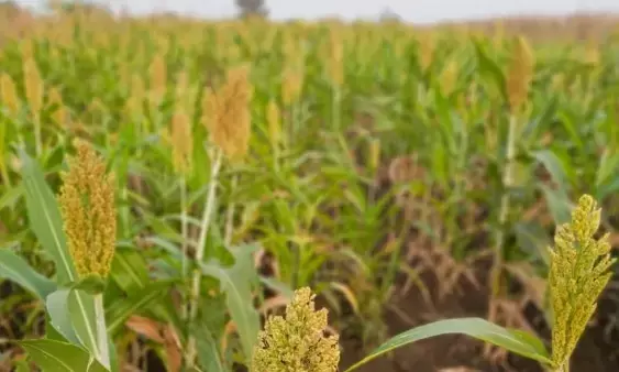 ಮುಂಗಾರು ಹಂಗಾಮಿನ ಭತ್ತದ ಕಟಾವಿಗೆ ದರ ನಿಗದಿ