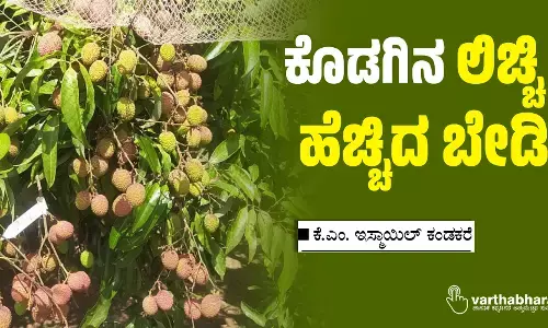 ಕೊಡಗಿನ ‘ಲಿಚ್ಚಿ’ಗೆ ಹೆಚ್ಚಿದ ಬೇಡಿಕೆ