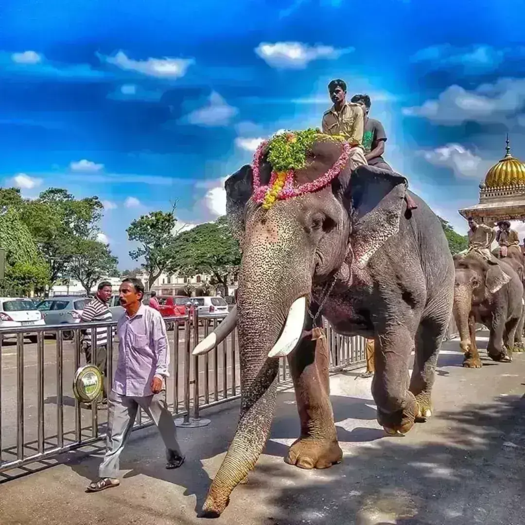 ಮೈಸೂರು ದಸರಾ ಕೇಂದ್ರ ಬಿಂದುವಾಗಿದ್ದ ‘ಅರ್ಜುನ’ ನೆನಪಿನಲ್ಲಿ ಸ್ಮಾರಕ ನಿರ್ಮಾಣ: ಸಚಿವ ಬೋಸರಾಜು