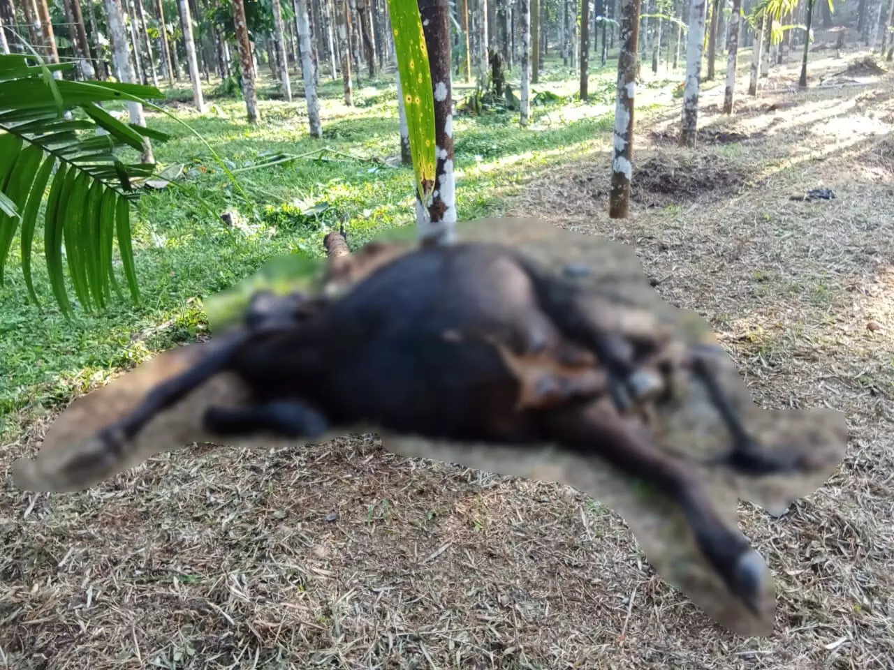 ಕಡಬ | ಮೇಯಲು ಬಿಟ್ಟಿದ್ದ ದನ ಸಾವು: ಆನೆ ದಾಳಿ ಶಂಕೆ