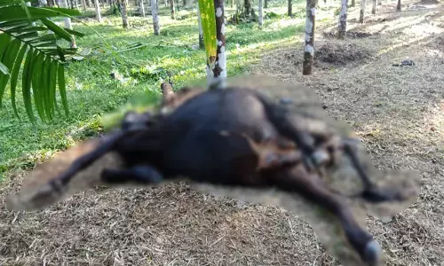 ಕಡಬ | ಮೇಯಲು ಬಿಟ್ಟಿದ್ದ ದನ ಸಾವು: ಆನೆ ದಾಳಿ ಶಂಕೆ