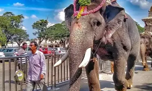 ಅರ್ಜುನ ಆನೆ ಸಾವು ಪ್ರಕರಣ: ಸಂಪೂರ್ಣ ತನಿಖೆಗೆ ಸಿಎಂ ಸೂಚನೆ