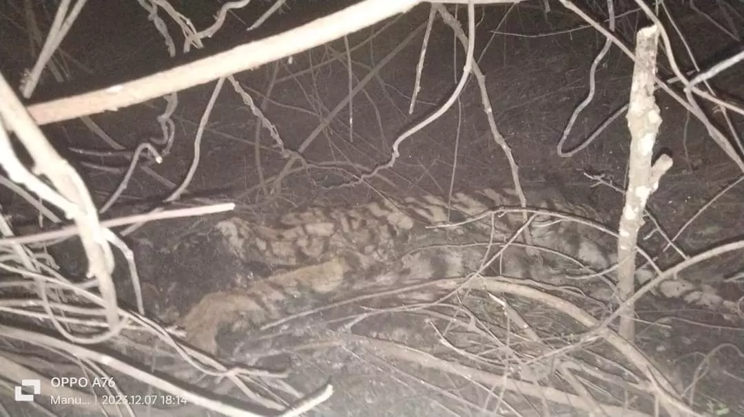 ಚಾಮರಾಜನಗರ: ಹುಲಿ ಶವ ಪತ್ತೆ ಚಾಮರಾಜನಗರ: ಹುಲಿ ಶವ ಪತ್ತೆ