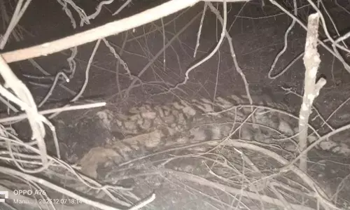 ಚಾಮರಾಜನಗರ: ಹುಲಿ ಶವ ಪತ್ತೆ