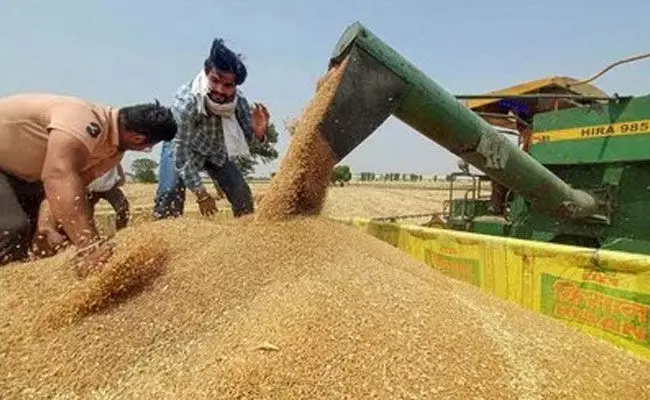 ಬೆಲೆ ನಿಯಂತ್ರಣಕ್ಕಾಗಿ ಸರಕಾರದಿಂದ ಹೆಚ್ಚಿನ ಮಾರಾಟ: ಏಳು ವರ್ಷಗಳ ಕನಿಷ್ಠ ಮಟ್ಟಕ್ಕೆ ಕುಸಿದ ಗೋದಿ ದಾಸ್ತಾನು