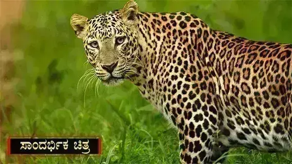 ಮೈಸೂರು: ಜಮೀನಿನಲ್ಲಿ ಕೆಲಸ ಮಾಡುತ್ತಿದ್ದ ರೈತನ ಮೇಲೆ ಚಿರತೆ ದಾಳಿ