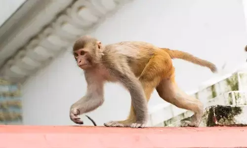 ಉತ್ತರ ಪ್ರದೇಶ: ಮಂಗಗಳ ದಾಳಿ; ಟೆರೇಸ್ ನಿಂದ ಬಿದ್ದು ಬಾಲಕಿ ಮೃತ್ಯು