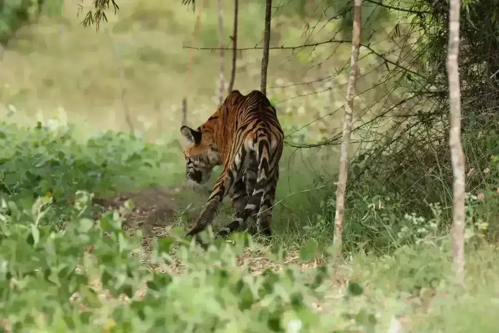 ಚಾಮರಾಜನಗರ: ಹುಲಿ ದಾಳಿಗೆ ವ್ಯಕ್ತಿ ಬಲಿ