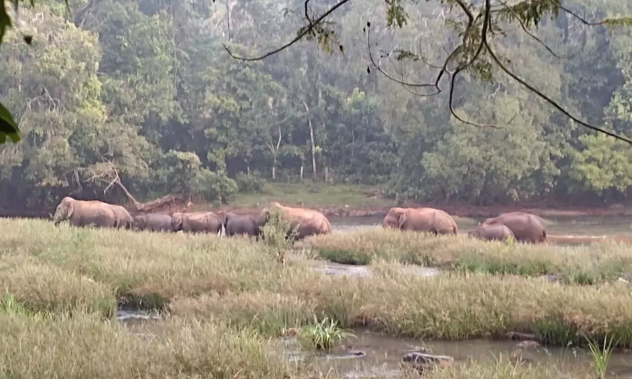 ಮಂಡೆಕೋಲು ಗಡಿ ಪ್ರದೇಶದಲ್ಲಿ ಮತ್ತೆ ಕಾಡಾನೆ ಹಿಂಡು ಪ್ರತ್ಯಕ್ಷ; ಗ್ರಾಮಸ್ಥರಲ್ಲಿ ಆತಂಕ ಮಂಡೆಕೋಲು ಗಡಿ ಪ್ರದೇಶದಲ್ಲಿ ಮತ್ತೆ ಕಾಡಾನೆ ಹಿಂಡು ಪ್ರತ್ಯಕ್ಷ; ಗ್ರಾಮಸ್ಥರಲ್ಲಿ ಆತಂಕ