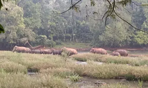 ಮಂಡೆಕೋಲು ಗಡಿ ಪ್ರದೇಶದಲ್ಲಿ ಮತ್ತೆ ಕಾಡಾನೆ ಹಿಂಡು ಪ್ರತ್ಯಕ್ಷ; ಗ್ರಾಮಸ್ಥರಲ್ಲಿ ಆತಂಕ