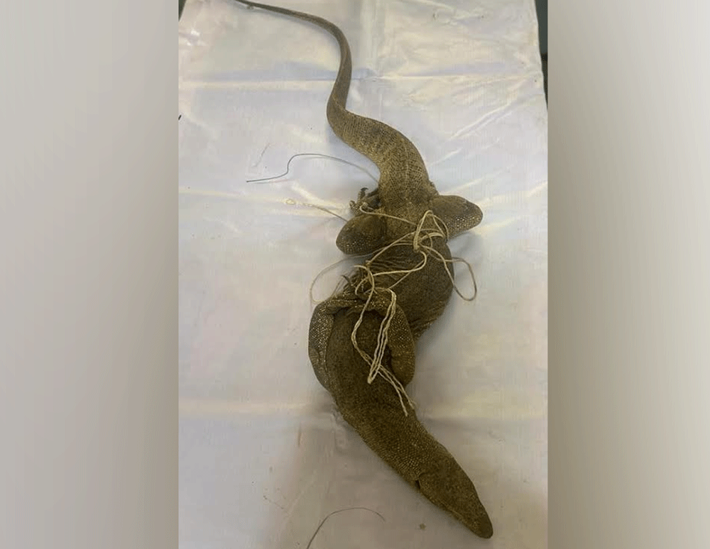 ಮಂಡ್ಯ: ಅಕ್ರಮವಾಗಿ ಉಡ ಸಾಗಿಸುತ್ತಿದ್ದ ಇಬ್ಬರ ಬಂಧನ ಮಂಡ್ಯ: ಅಕ್ರಮವಾಗಿ ಉಡ ಸಾಗಿಸುತ್ತಿದ್ದ ಇಬ್ಬರ ಬಂಧನ