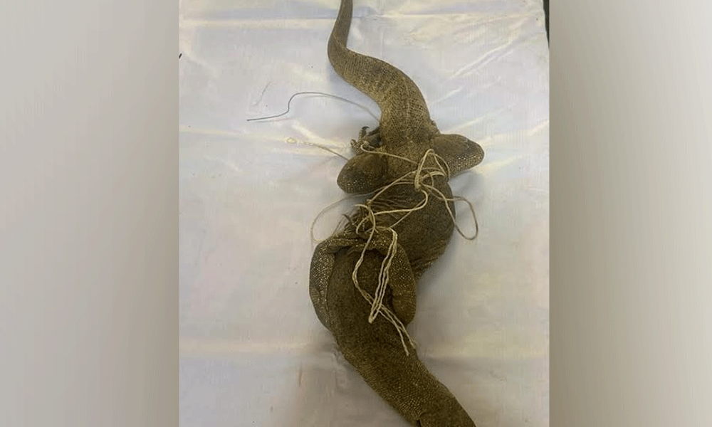 ಮಂಡ್ಯ: ಅಕ್ರಮವಾಗಿ ಉಡ ಸಾಗಿಸುತ್ತಿದ್ದ ಇಬ್ಬರ ಬಂಧನ