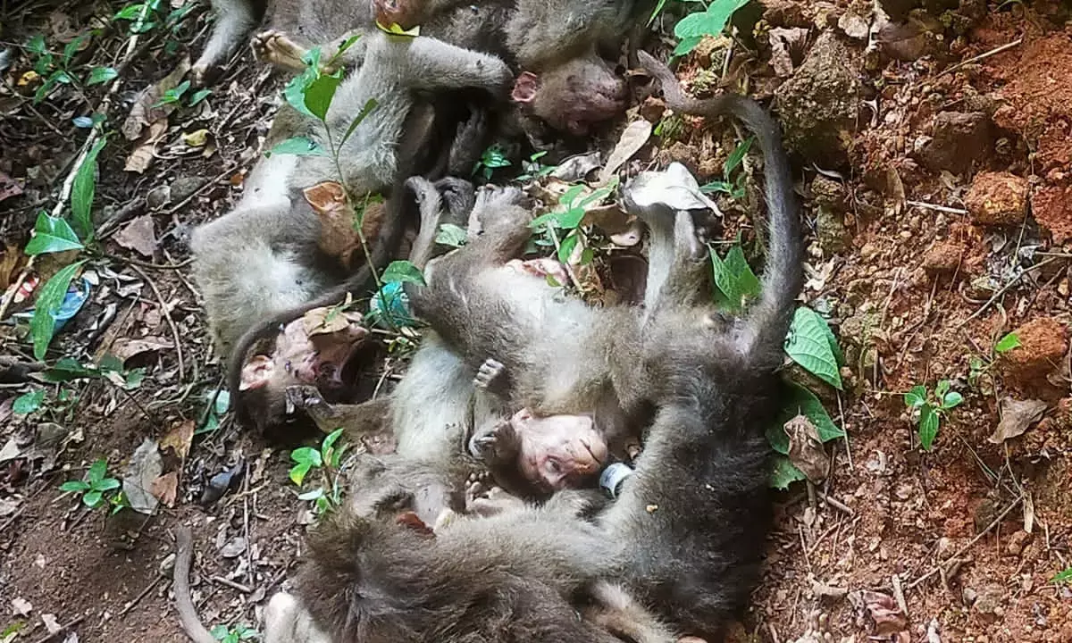 ಬಳ್ಪ: ಕಾಡಿನಲ್ಲಿ ಮಂಗಗಳ ಶವದ ರಾಶಿ