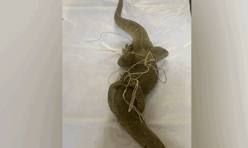 ಮಂಡ್ಯ: ಅಕ್ರಮವಾಗಿ ಉಡ ಸಾಗಿಸುತ್ತಿದ್ದ ಇಬ್ಬರ ಬಂಧನ