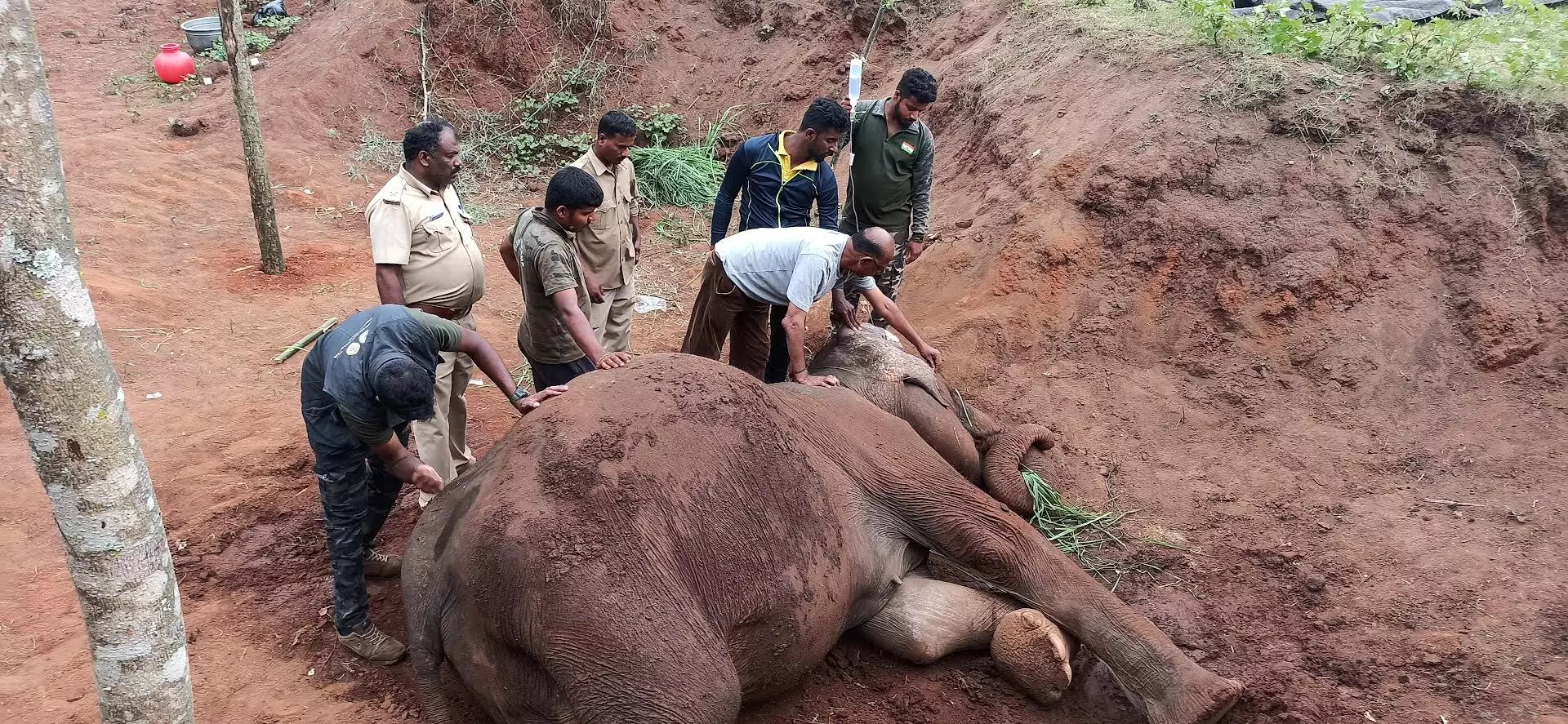 ಮಡಿಕೇರಿ: ಆಹಾರವಿಲ್ಲದೆ ಅಸ್ವಸ್ಥಗೊಂಡಿದ್ದ ಕುರುಡು ಕಾಡಾನೆ ಸಾವು ಮಡಿಕೇರಿ: ಆಹಾರವಿಲ್ಲದೆ ಅಸ್ವಸ್ಥಗೊಂಡಿದ್ದ ಕುರುಡು ಕಾಡಾನೆ ಸಾವು