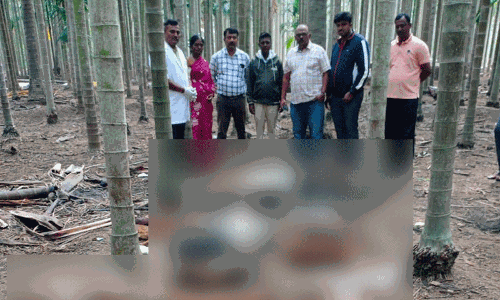 ಚಿಕ್ಕಮಗಳೂರು: ಚಿರತೆ ದಾಳಿಗೆ 31 ಕುರಿಗಳು ಸಾವು