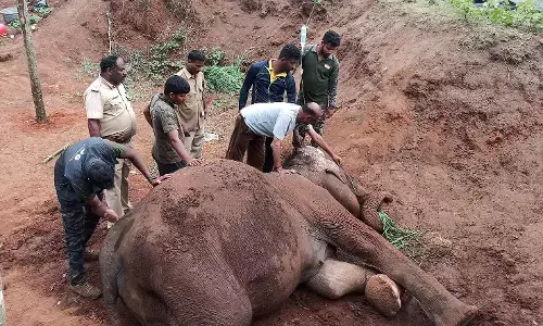 ಮಡಿಕೇರಿ: ಆಹಾರವಿಲ್ಲದೆ ಅಸ್ವಸ್ಥಗೊಂಡಿದ್ದ ಕುರುಡು ಕಾಡಾನೆ ಸಾವು