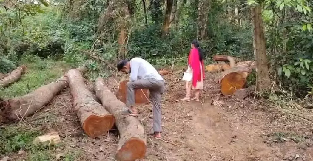 ಬೇಲೂರಿನಲ್ಲಿ ನೂರಾರು ಮರಗಳ ಮಾರಣ ಹೋಮ: ಕಾಡುಗಳ್ಳರ ಪತ್ತೆಗೆ ಕ್ರಮ ಕೈಗೊಳ್ಳದ ಅರಣ್ಯಾಧಿಕಾರಿಗಳ ವಿರುದ್ಧ ಕ್ರಮಕ್ಕೆ ಆಗ್ರಹ